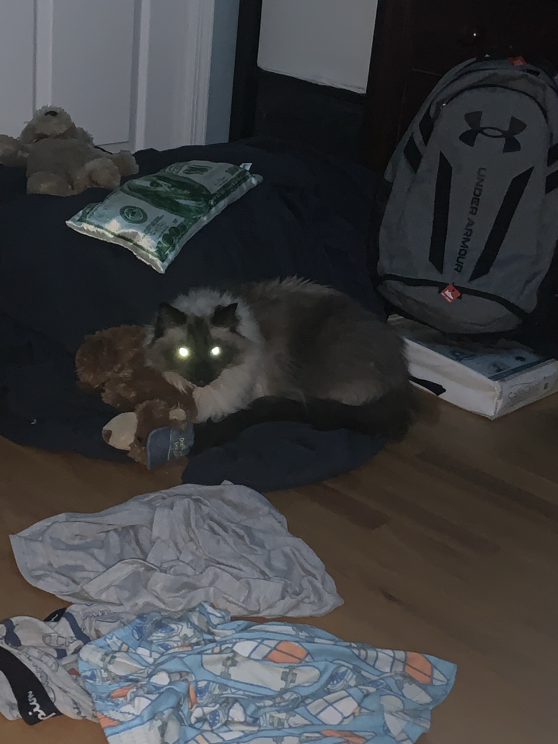 I AM GOD! GIVE ME TREATS!