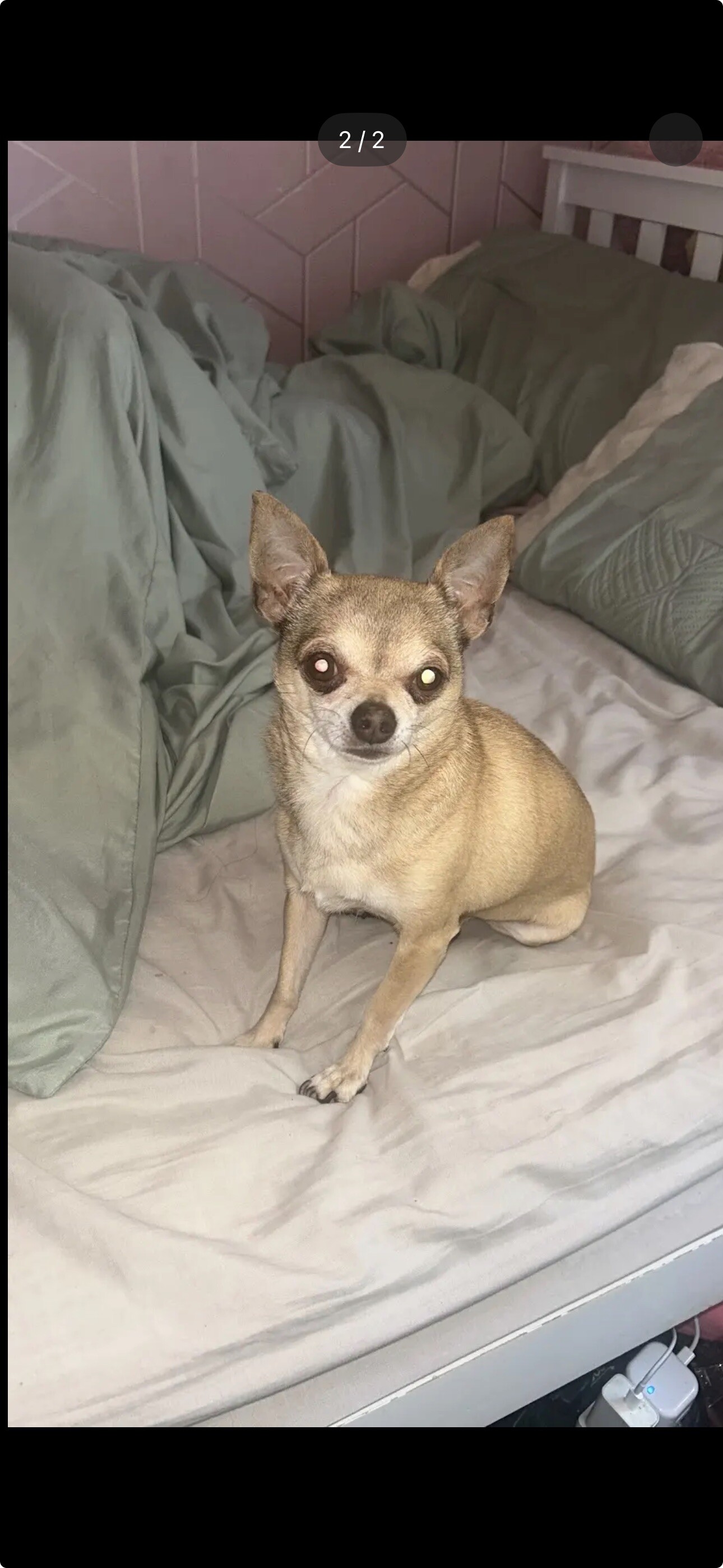 Rip lickels 🙇❤️