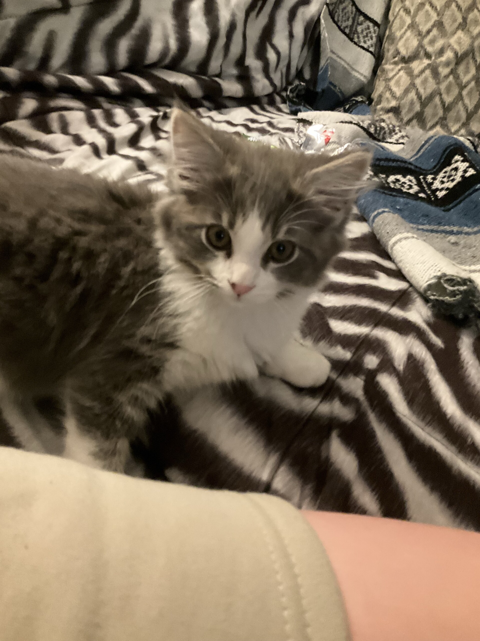 Tell me this lil bro ain’t adorable