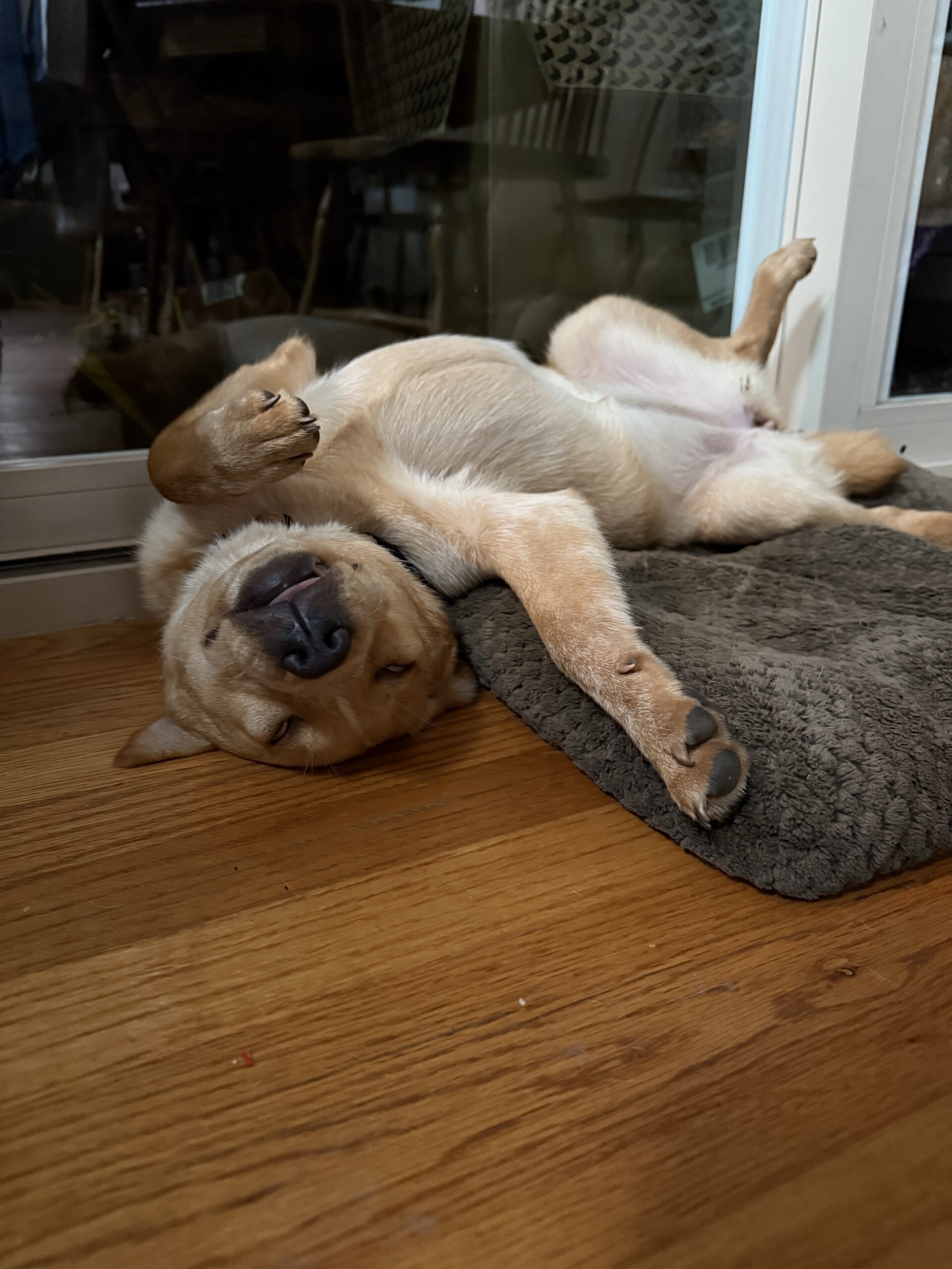 Two pups😊